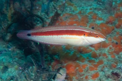 Coris caudimacula - moms bait reef Park Rynie, 4182, South Africa