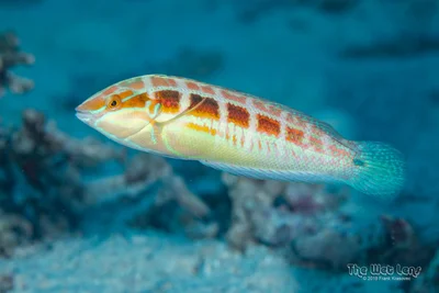 Coris caudimacula