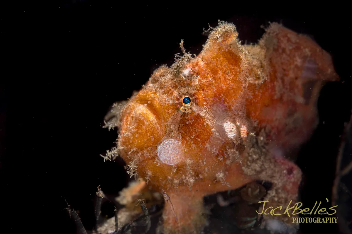 Abantennarius nummifer