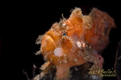 Abantennarius nummifer