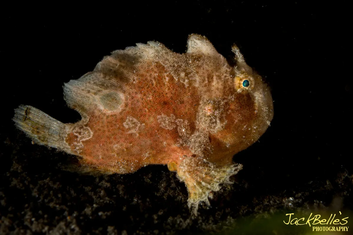 Abantennarius nummifer