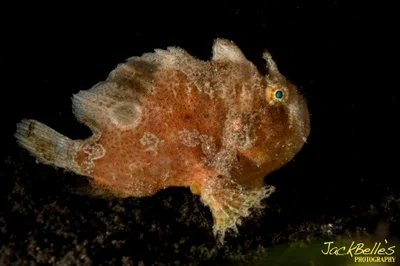 Abantennarius nummifer