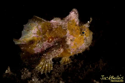 Abantennarius nummifer