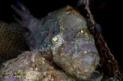 Abantennarius nummifer