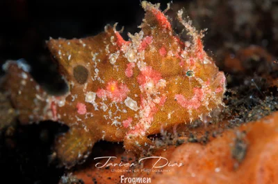 Abantennarius nummifer. Tulamben. Bali.