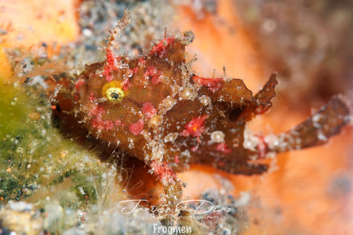 Abantennarius nummifer. Tulamben. Bali.