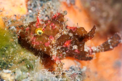 Abantennarius nummifer. Tulamben. Bali.