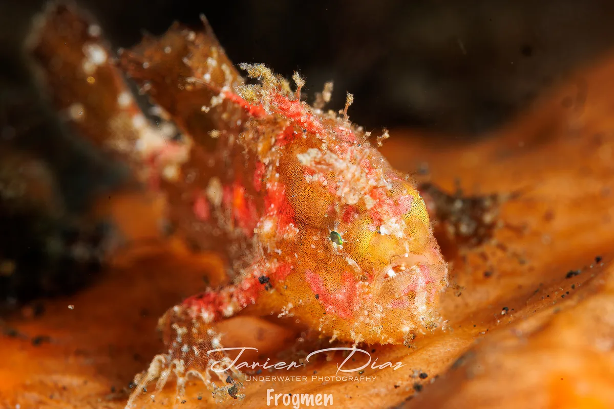 Abantennarius nummifer. Tulamben. Bali.