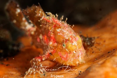Abantennarius nummifer. Tulamben. Bali.