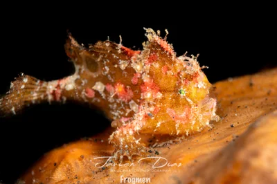 Abantennarius nummifer. Tulamben. Bali.