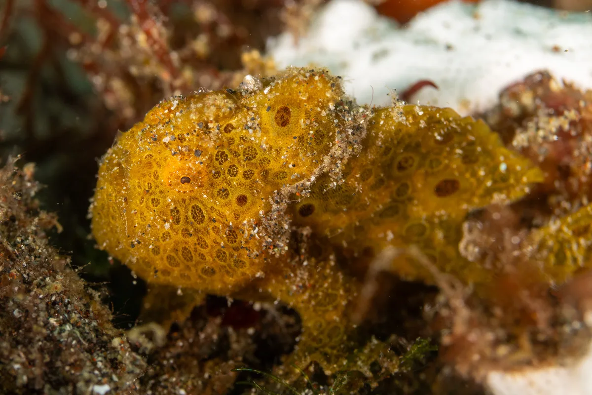 Abantennarius nummifer - Lembeh Strait, Indonesia