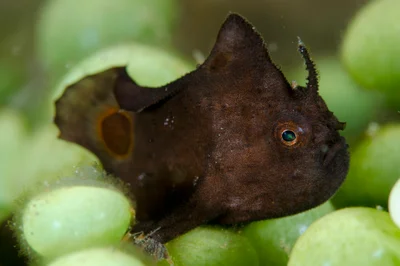 Abantennarius nummifer - Beang Bay, H5X5+9GR, Muriabang, Pantar Tengah, Alor Regency, East Nusa Tenggara, Indonesia