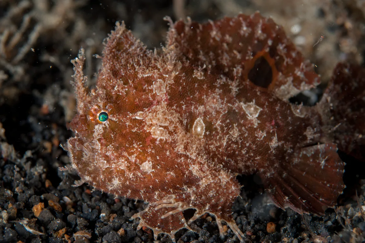 Abantennarius nummifer - Slow Poke, Lembeh Strait, Indonesia