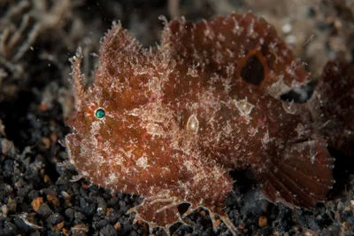 Abantennarius nummifer - Slow Poke, Lembeh Strait, Indonesia