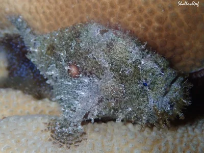 Abantennarius nummifer - Karang Asem, ID-BA, ID