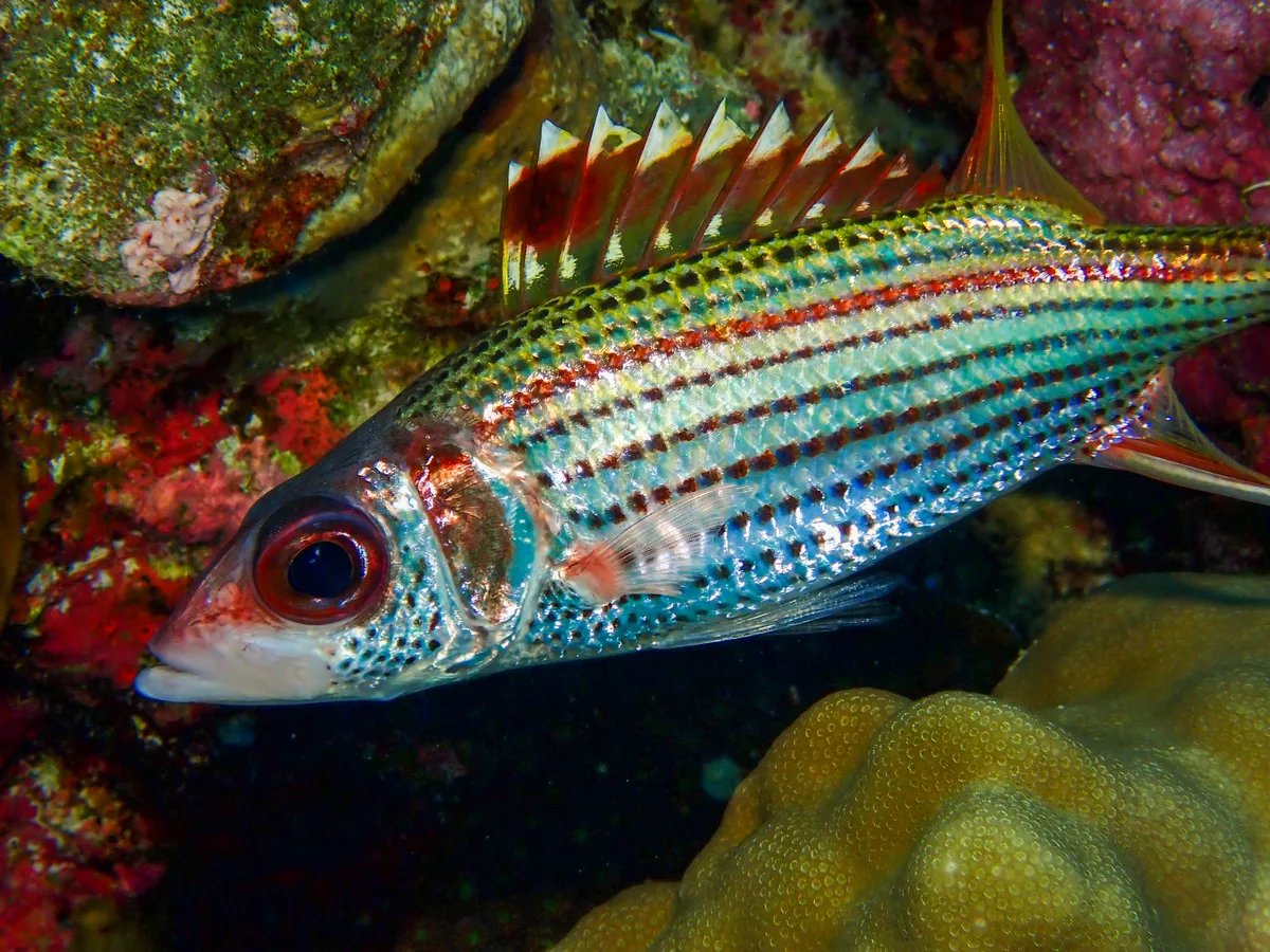 Spotfin Squirrelfish