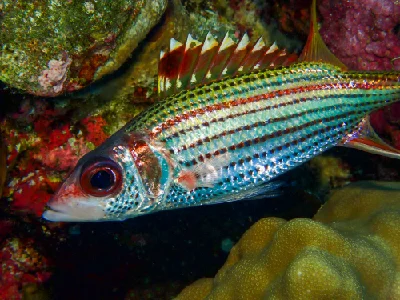 Spotfin Squirrelfish