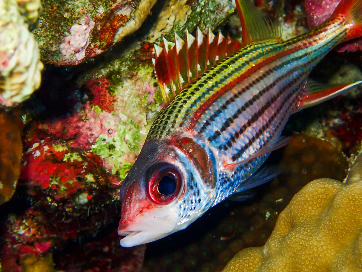Spotfin Squirrelfish