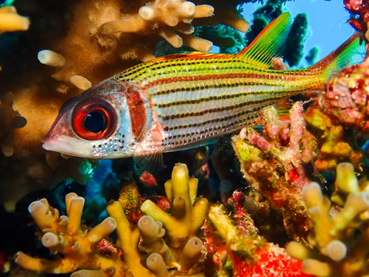 Spotfin Squirrelfish