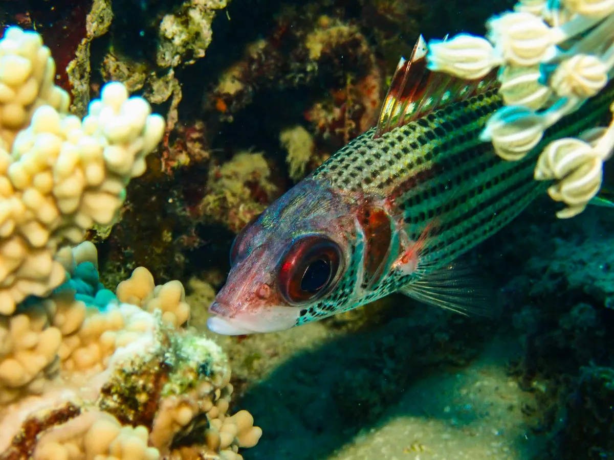Spotfin Squirrelfish
