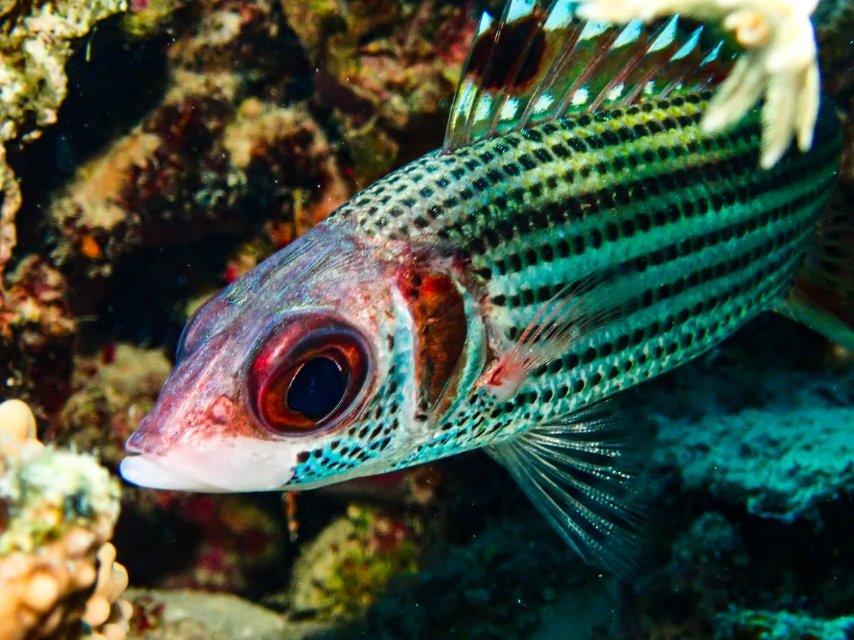 Spotfin Squirrelfish