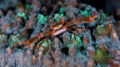Black coral crab.jpg