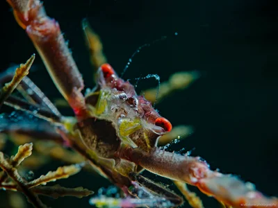 Black coral crab (Quadrella maculosa)