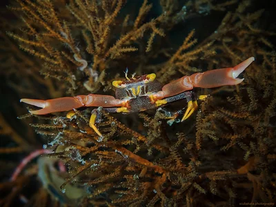 Black coral crab, Schwarze Korallenkrabbe (Quadrella maculosa)