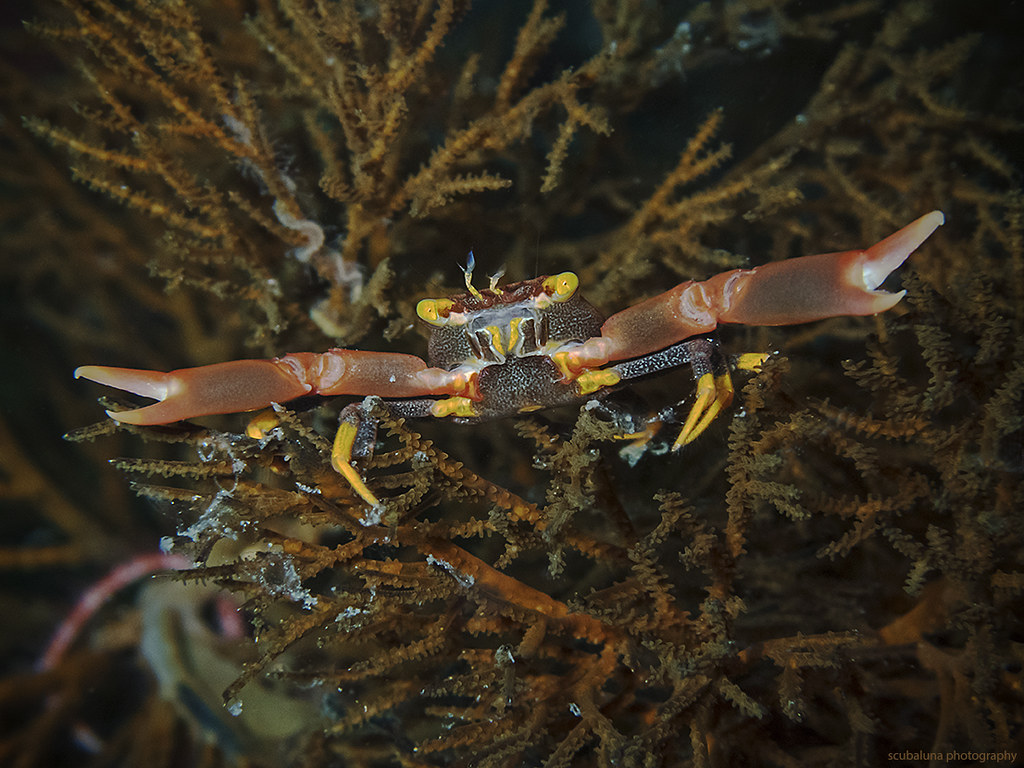 Black coral crab, Schwarze Korallenkrabbe (Quadrella maculosa)