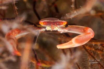 Quadrella maculosa. Tulamben. Bali.