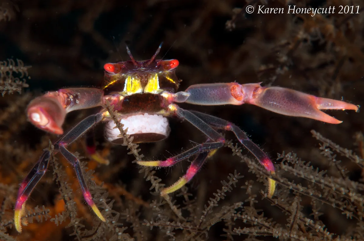 Quadrella maculosa (Black Coral Crab) with eggs - Anilao, Philippines