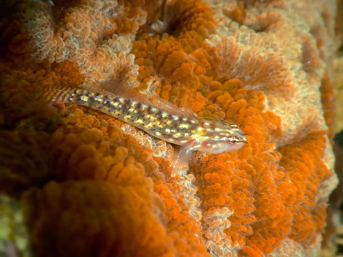 Spotted Dwarfgoby