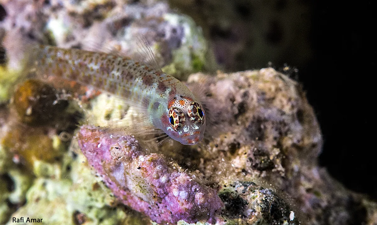 Spotted Dwarfgoby