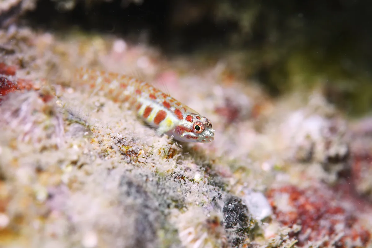 Spotted Dwarfgoby - 1