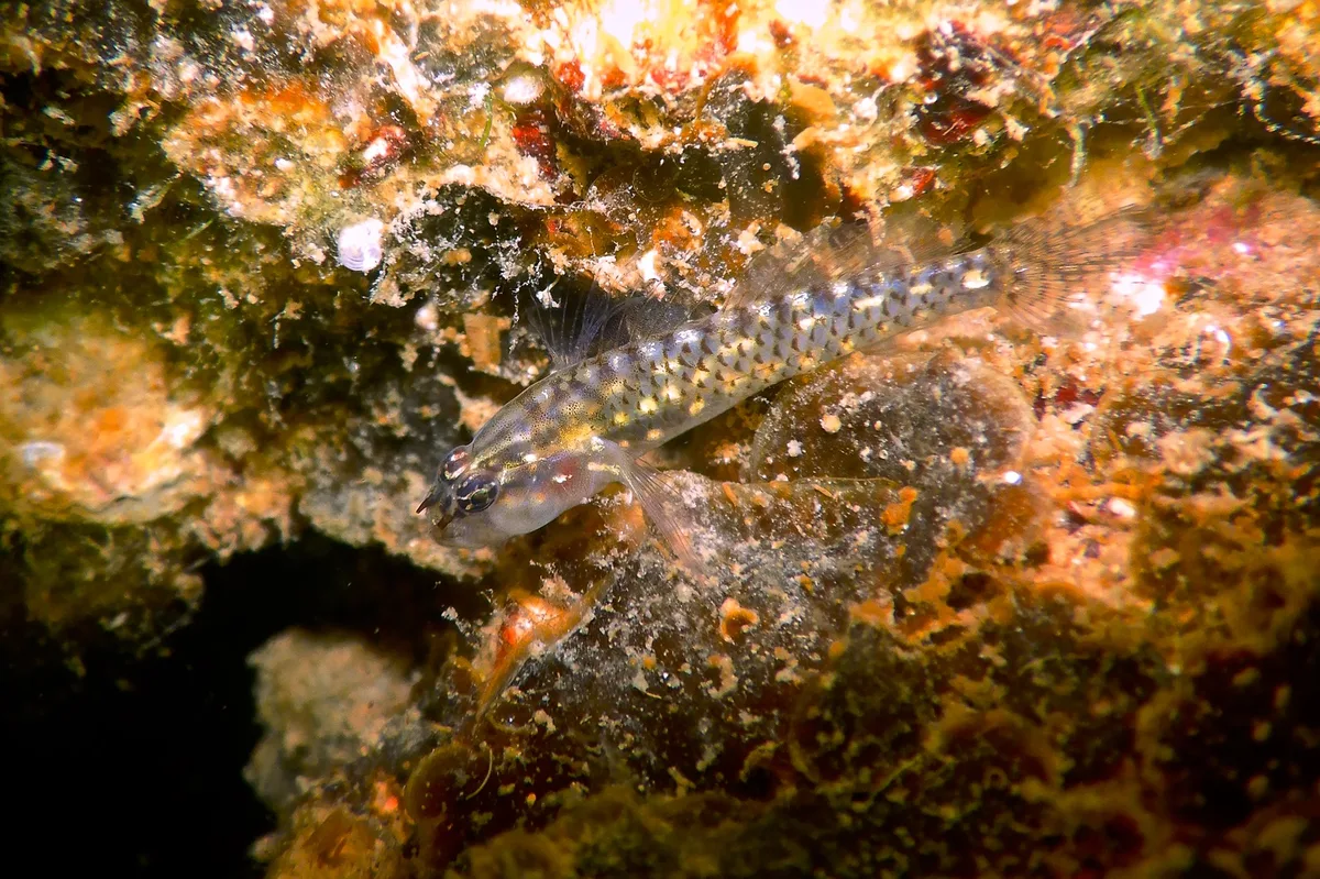 Eviota Guttata.細斑磯塘鱧.