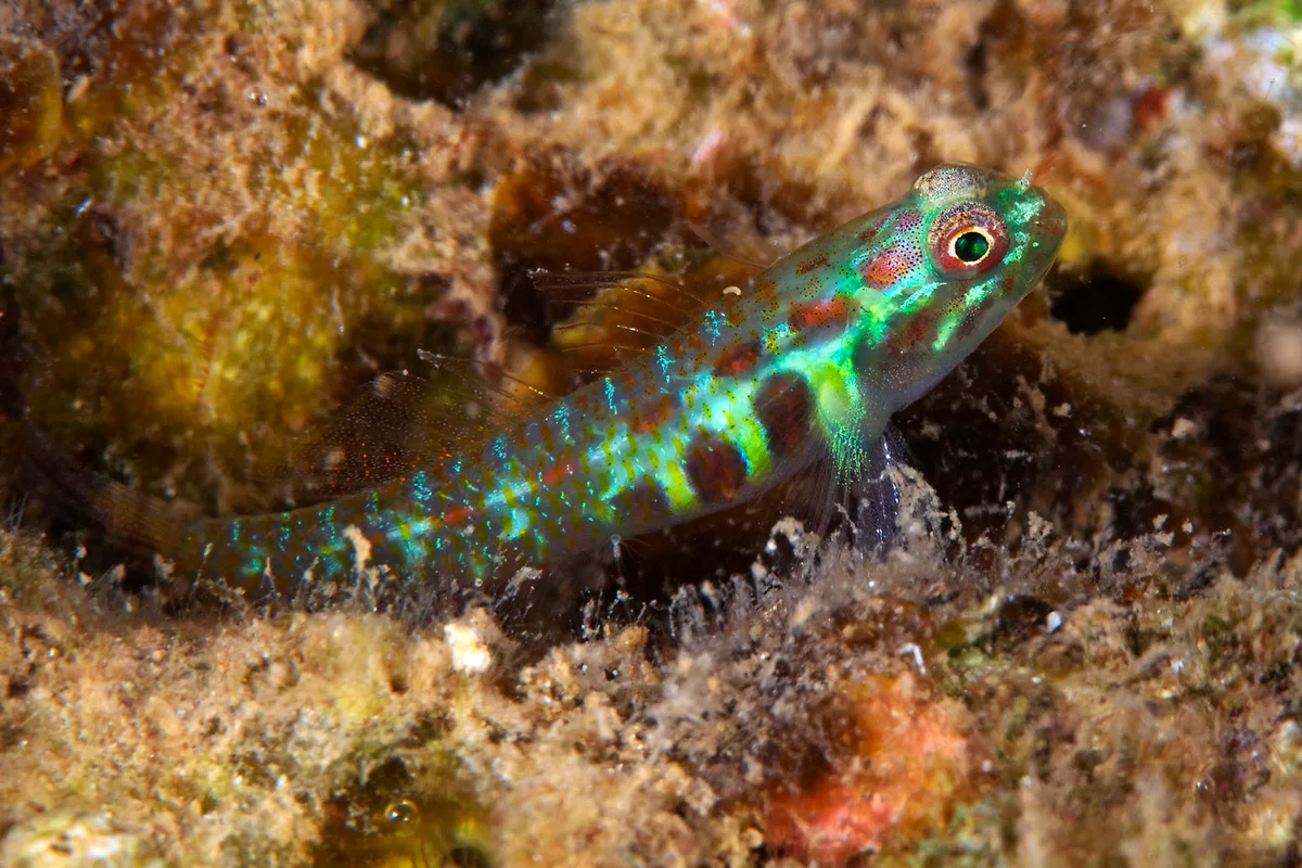 Eviota guttata 04