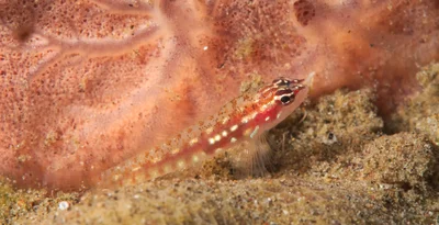 Eviota