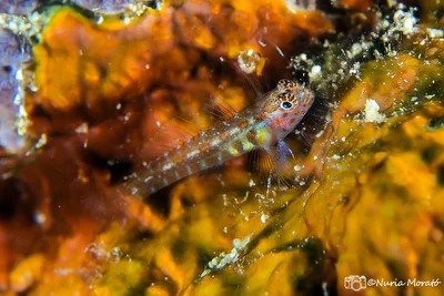 Whitestriped pymygoby (eviota guttata)