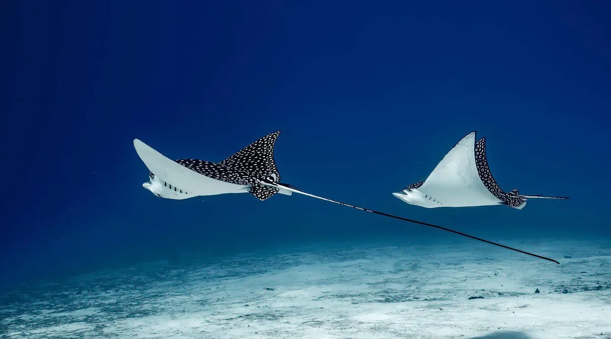 Spotted Eagle Ray