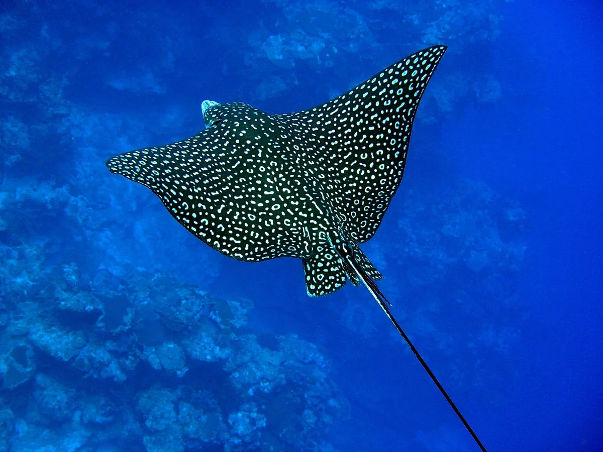 Spotted Eagle Ray