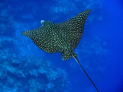 Spotted Eagle Ray