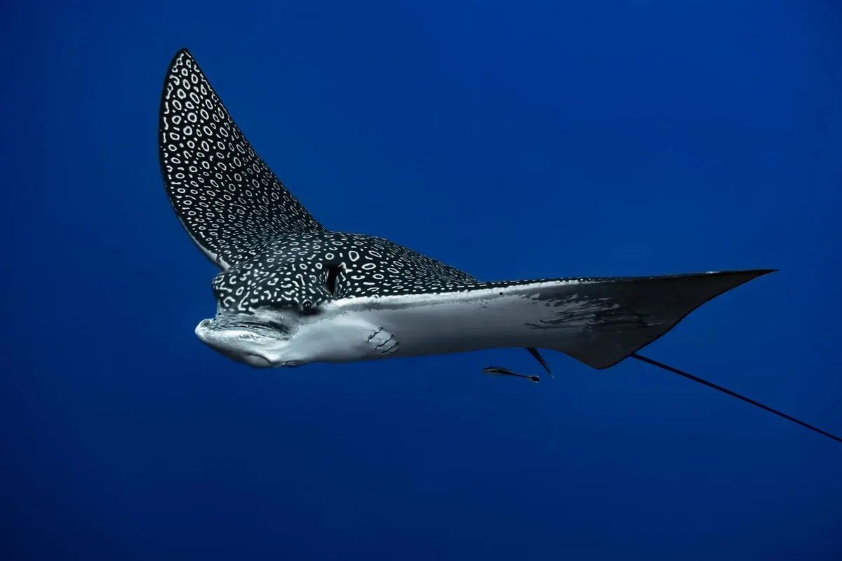 Spotted Eagle Ray