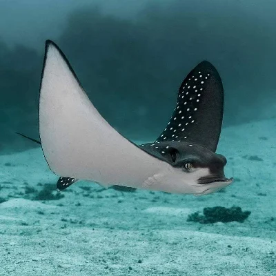 Spotted Eagle Ray