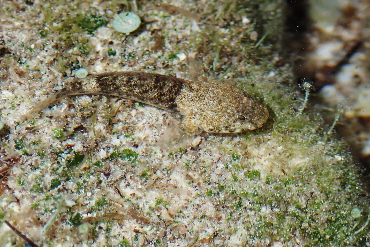 Bathygobius cyclopterus