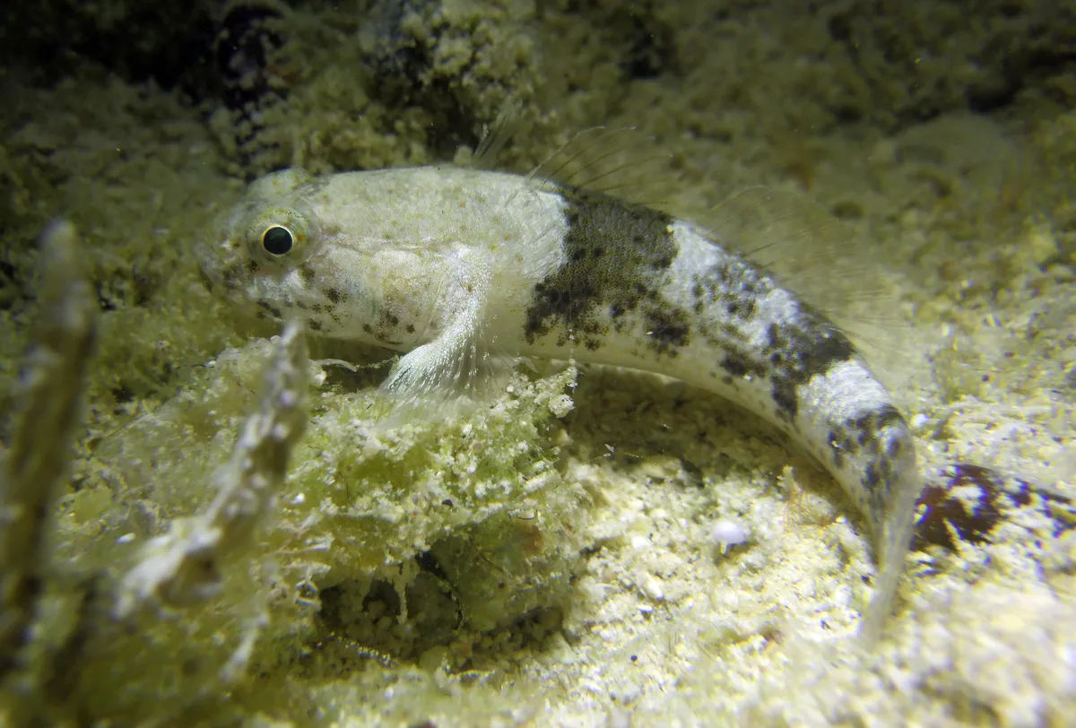 Bathygobius cyclopterus - Moalboal, PH-CB, PH