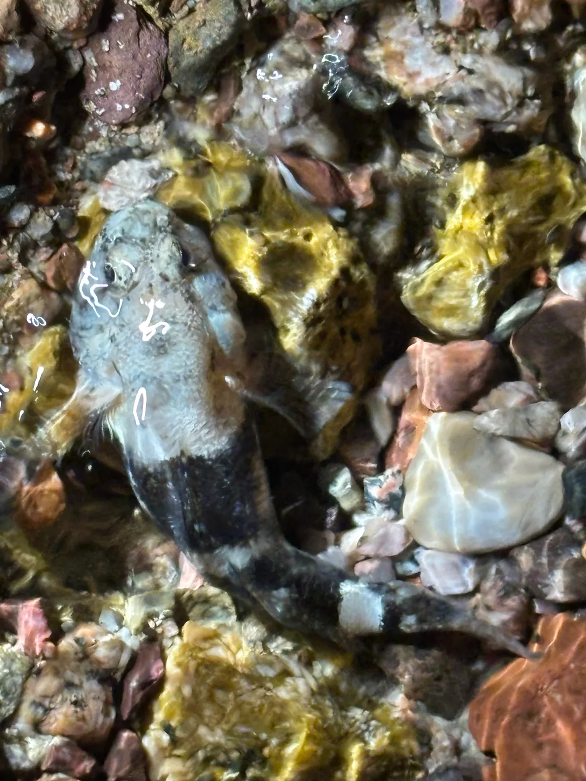 Bathygobius cyclopterus - Elat, Southern District, IL