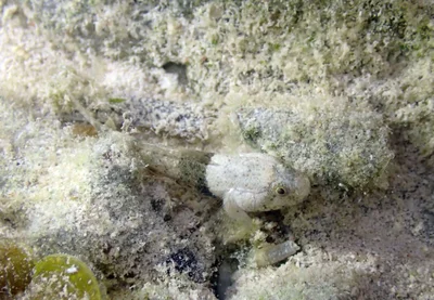 Bathygobius cyclopterus - Moalboal, PH-CB, PH