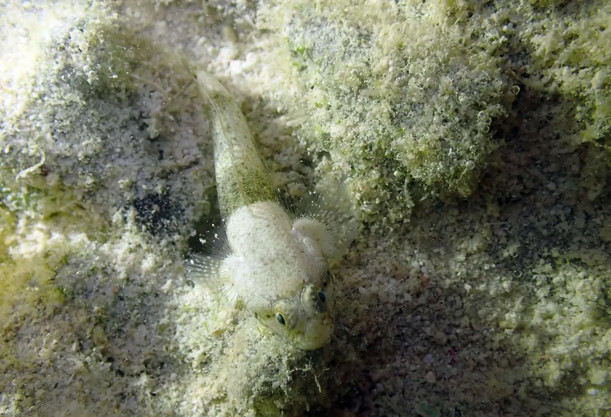 Bathygobius cyclopterus - Moalboal, PH-CB, PH