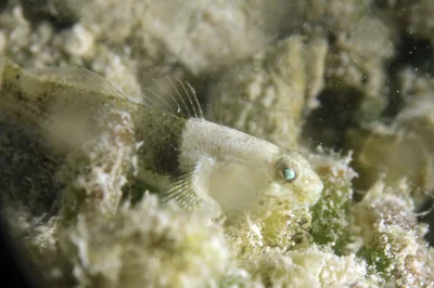 Bathygobius cyclopterus - Moalboal, PH-CB, PH