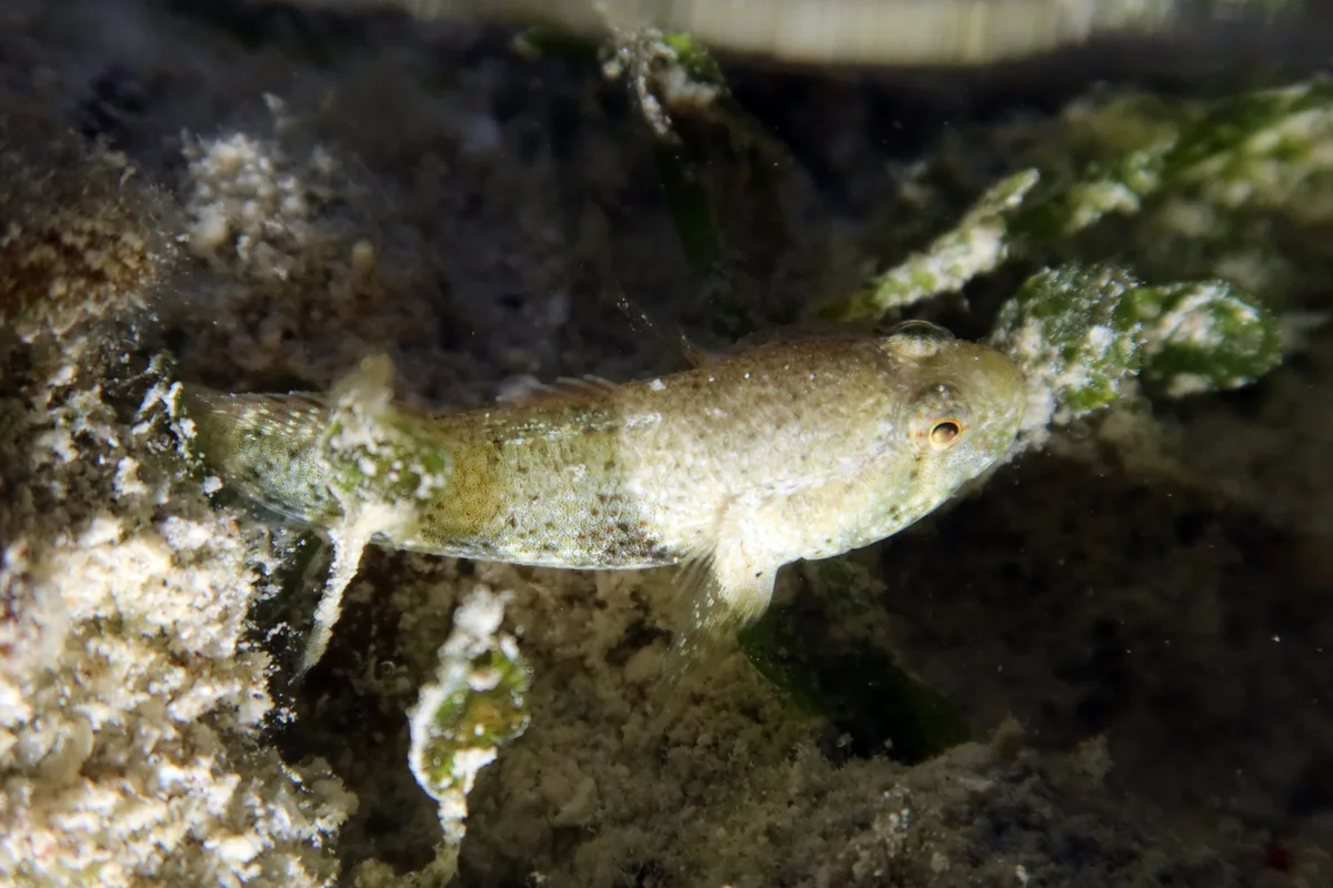 Bathygobius cyclopterus - Moalboal, PH-CB, PH